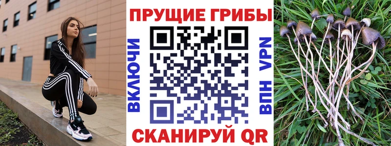 купить  цена  hydra tor  Галлюциногенные грибы Cubensis  Ильский 